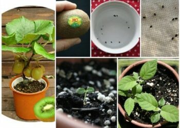 Comment faire pousser Pampa ?