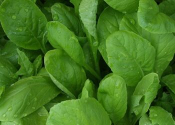 Comment faire pousser de la moutarde ?