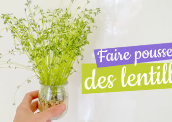 Comment faire pousser des Pampas ?
