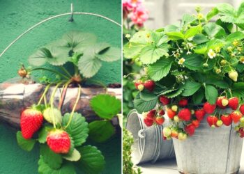 Comment faire pousser des fleurs des champs ?