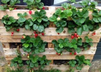 Comment faire pousser des fraisiers sur une palette ?