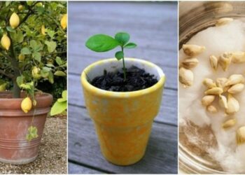 Comment faire pousser des graines de Pampa ?
