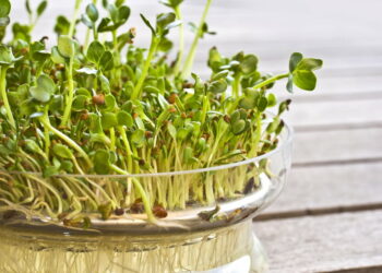 Comment faire pousser des graines de moutarde ?