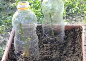 Comment faire pousser des racines sur une branche ?