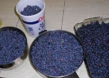 Comment faire pousser les bleuets ?