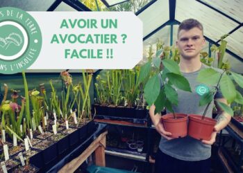 Comment faire pousser un Amaryllis ?