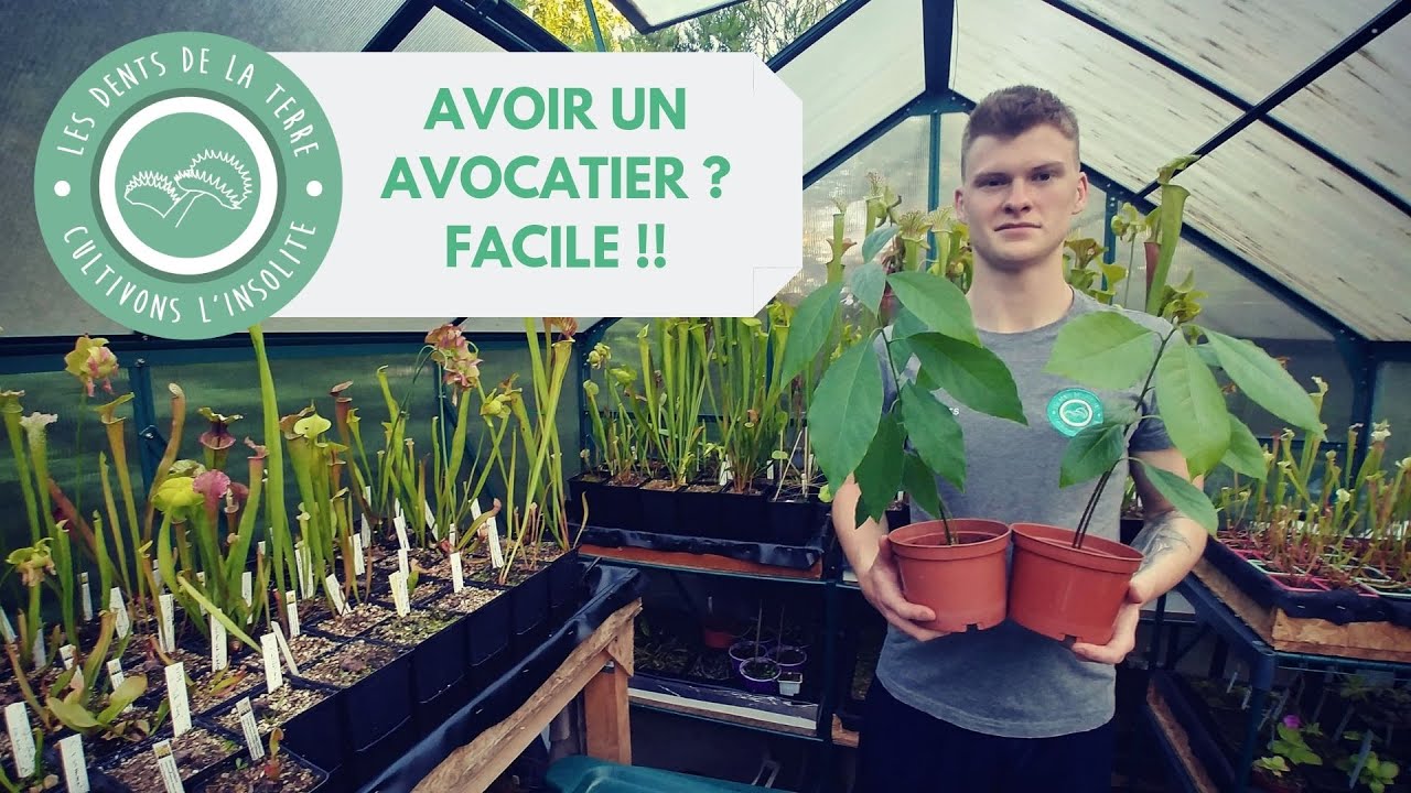 Comment faire pousser un Amaryllis
