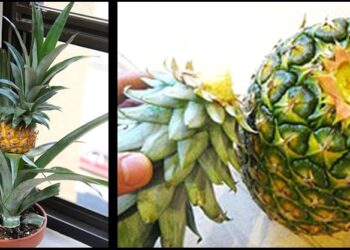 Comment faire pousser un ananas à partir d'un ananas ?