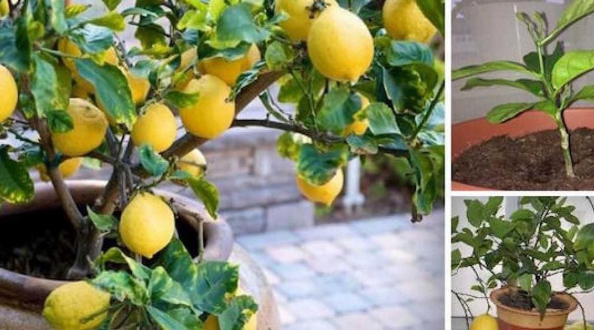 Comment Faire Pousser Un Citronnier Rapidement