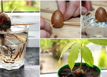 Comment faire pousser un cotonnier ?