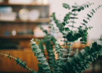 Comment faire pousser une branche d'eucalyptus ?