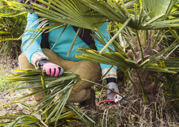Comment faire quand un palmier jauni ?
