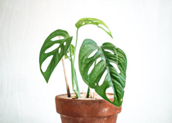 Comment faire repartir une monstera ?