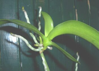 Comment faire repousser la tige d'une orchidée ?