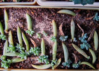 Comment faire reverdir les feuilles d'une plante ?