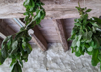 Comment faire sécher des branches ?