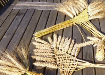 Comment faire sécher des épis de blé ?