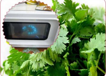 Comment faire sécher des feuilles au Micro-ondes ?