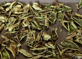 Comment faire sécher des feuilles de Pampa ?