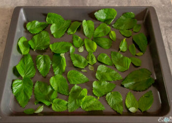 Comment faire sécher des feuilles en gardant leur couleur ?