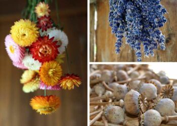 Comment faire sécher des fleurs à plat ?