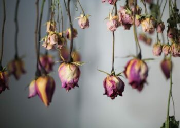 Comment faire sécher des fleurs rapidement ?