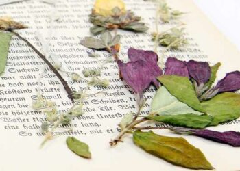 Comment faire sécher des fleurs sans perdre leur couleur ?