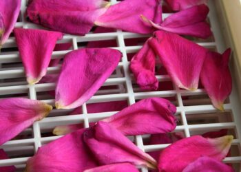 Comment faire sécher des pétales de pivoine ?