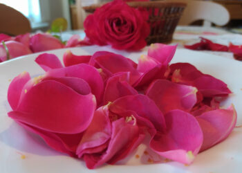 Comment faire sécher des pétales de roses au four ?