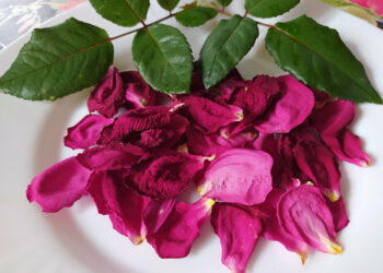 Comment faire sécher des roses facilement ?