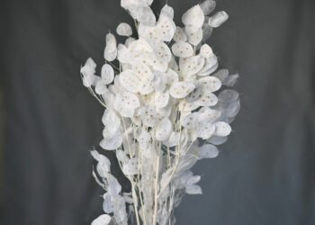 Comment faire sécher la monnaie du pape ?