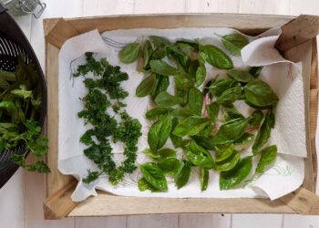 Comment faire sécher les feuilles ?