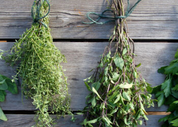 Comment faire sécher son eucalyptus ?