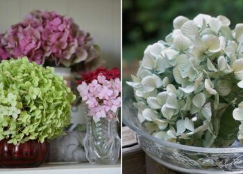 Comment faire sécher un bouquet d'hortensias ?
