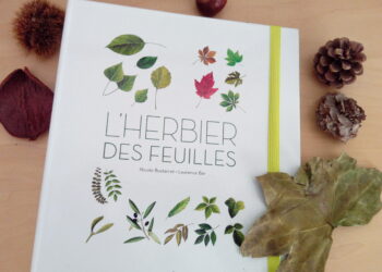 Comment faire sécher un herbier rapidement ?