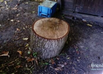Comment faire sécher un tronc d'arbre ?