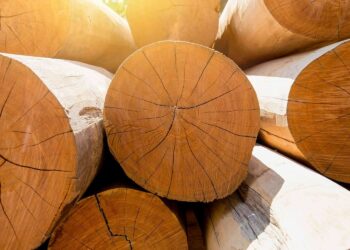 Comment faire sécher une branche de bois ?