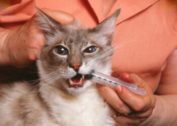 Comment faire si mon chat a des vers ?