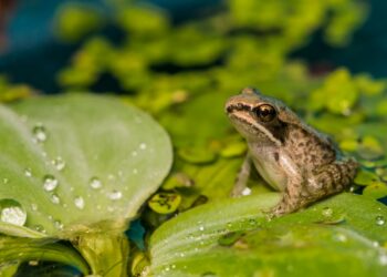 Comment faire taire les grenouilles la nuit ?