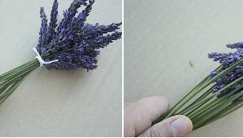 Comment faire un bouquet de lavande fraîche ?