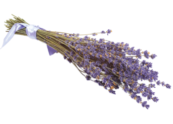 Comment faire un bouquet de lavande séchée ?