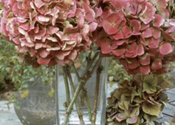 Comment faire un bouquet sec avec des hortensias ?