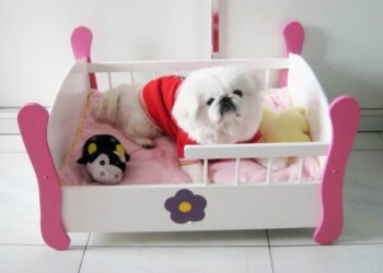 Comment faire un canapé pour chien ?