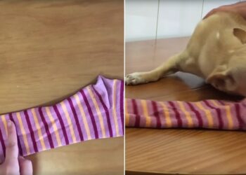 Comment faire un coussin pour chien avec un vieux pull ?