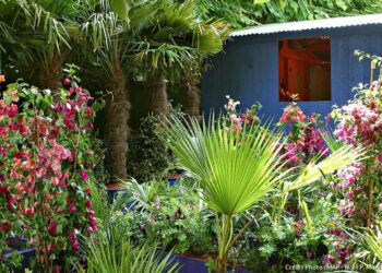 Comment faire un massif exotique ?