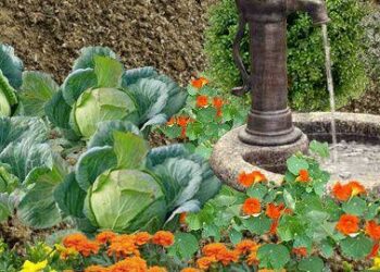 Comment faire un potager fleuri ?