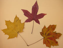 Comment faire un tableau avec des feuilles séchées ?