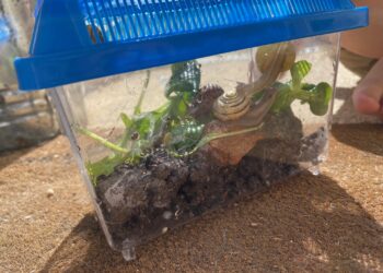 Comment faire un terrarium fait maison ?