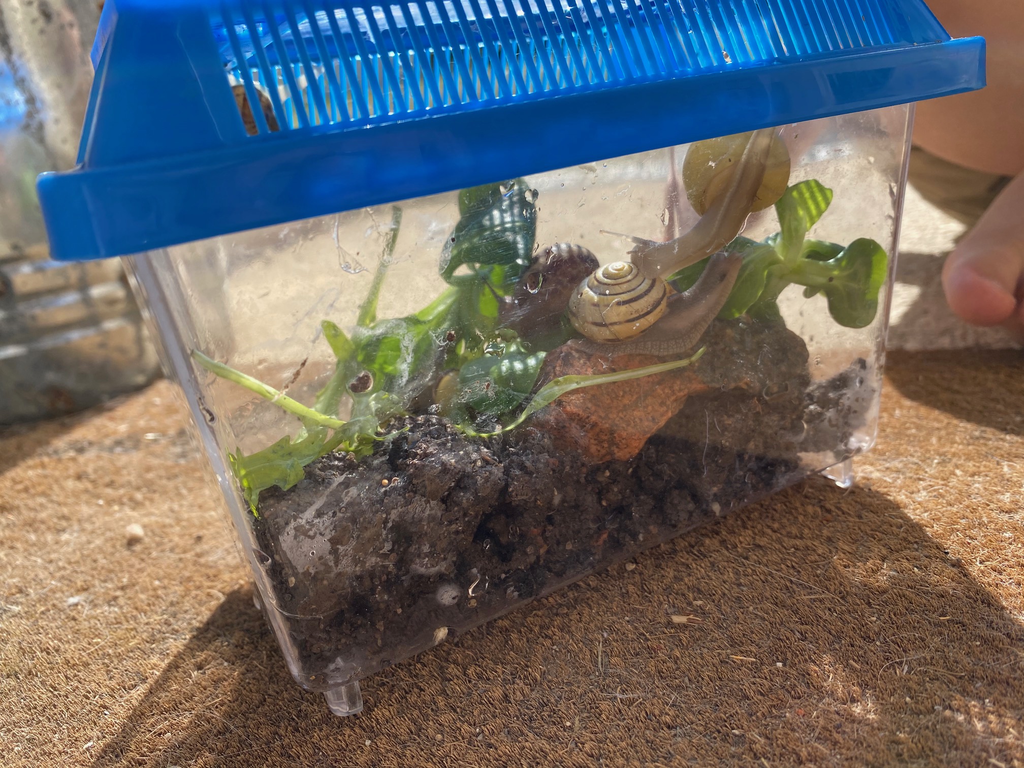 Comment faire un terrarium fait maison