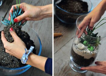 Comment faire un terrarium ouvert ?
